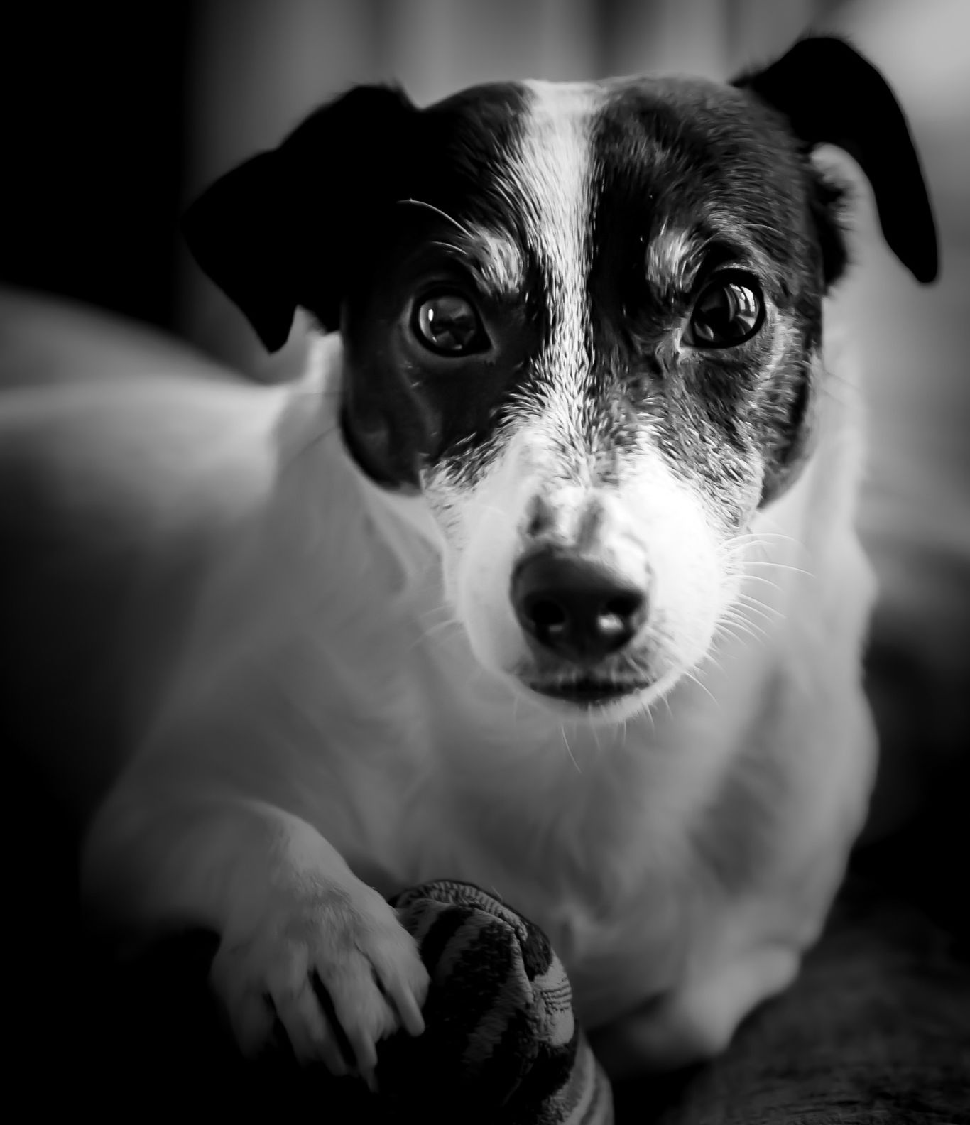 Hi, my name is Steven.  I live in Northumberland with my wife, daughter and my Jack Russell Terrier Monty..  